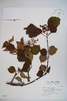 藏品(樺葉莢迷、玉山莢迷)的圖片