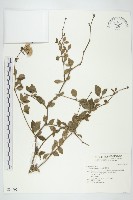 藏品(腺葉帚菊)的圖片