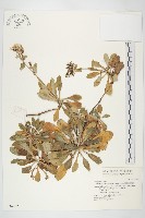 藏品(細葉假黃鵪菜)的圖片