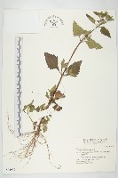 藏品(豨薟)的圖片