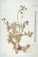 藏品(苦滇菜、苦菜)的圖片