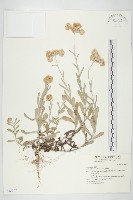 藏品(鼠麴草)的圖片