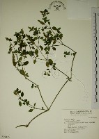 藏品(爵床)的圖片