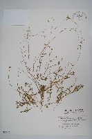藏品(細葉蘭花參)的圖片