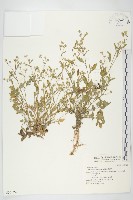 藏品(銀膠菊)的圖片