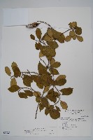 藏品(武靴藤)的圖片