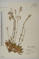 藏品(臺灣蠅子草)的圖片