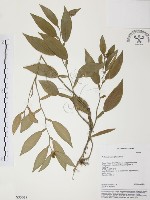 藏品(柚葉藤)的圖片