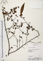 藏品(山胡椒)的圖片