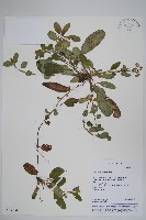 藏品(臺灣附地草)的圖片