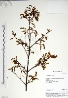 藏品(尖葉槭)的圖片