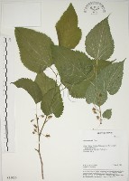 藏品(小桑樹)的圖片