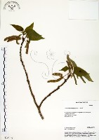 藏品(構樹)的圖片