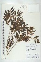 藏品(軟毛柿)的圖片