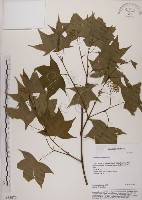 藏品(青楓)的圖片