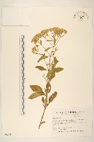 藏品()的圖片