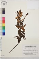 藏品(天藍美洲茶)的圖片