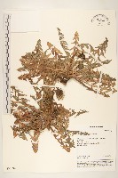 藏品(臺灣蒲公英)的圖片