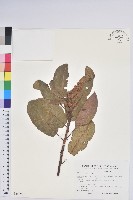 藏品(薩拉草莓樹)的圖片