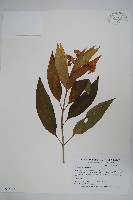 藏品(尖尾鳳、馬利筋)的圖片