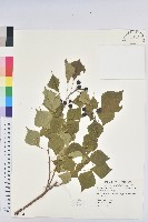 藏品(華八仙)的圖片