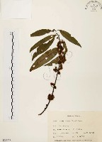 藏品(山胡椒)的圖片