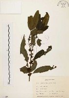 藏品(山胡椒)的圖片