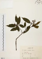 藏品(山胡椒)的圖片