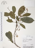 藏品(山香圓)的圖片