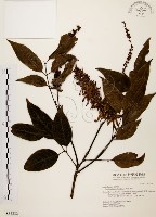 藏品(黃杞)的圖片