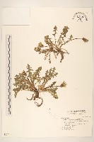 藏品(臺灣蒲公英)的圖片