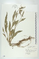 藏品(葶藶)的圖片