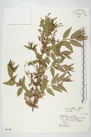 藏品(臺灣馬桑)的圖片