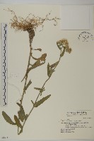 藏品(毛將軍)的圖片