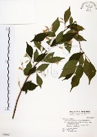 藏品(烏皮九芎、奮起湖野茉莉)的圖片