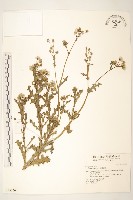 藏品(歐洲黃菀)的圖片