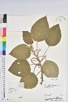 藏品(密花苧麻、木苧麻)的圖片