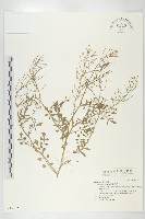 藏品(焊菜)的圖片