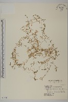 藏品(天蓬草、雀舌草)的圖片