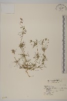 藏品(大爪草)的圖片