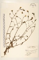 藏品(玉山毛蓮菜)的圖片