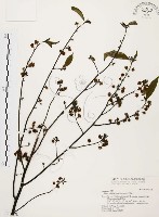 藏品(山胡椒)的圖片