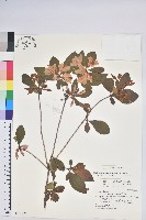 藏品(南澳杜鵑)的圖片