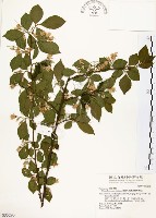 藏品(烏皮九芎、奮起湖野茉莉)的圖片