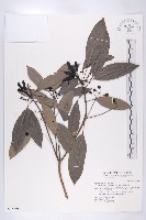 藏品(台灣虎皮楠)的圖片