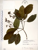 藏品(三葉山香圓)的圖片