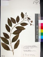 藏品(苦林盤)的圖片