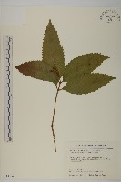 藏品(草珊瑚、紅果金粟蘭)的圖片