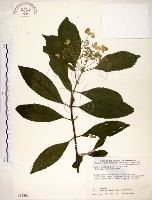 藏品(華八仙)的圖片