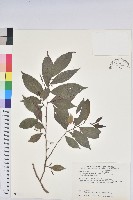 藏品(密花五月茶)的圖片